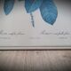 Frame illustration rose one hundred leaves foliaceous