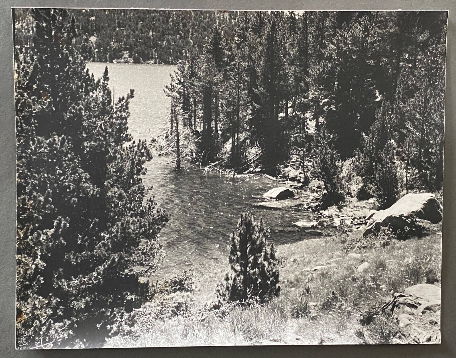 Vintage photograph of a forest by the lake by Bernard Darot, 20th century