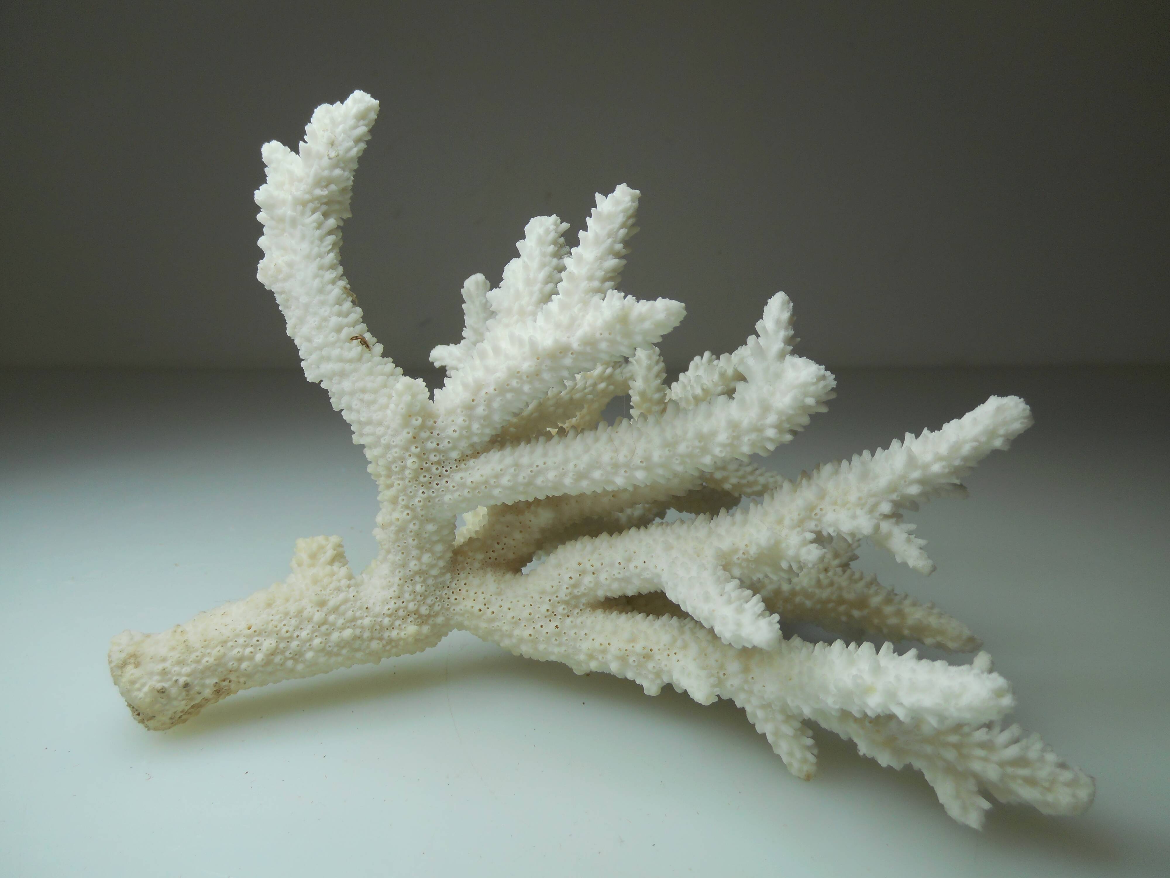Ancient natural white coral branch