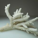 Ancient natural white coral branch
