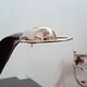 Lampe de Bureau Cobra cuir par Traso Milano 1988
