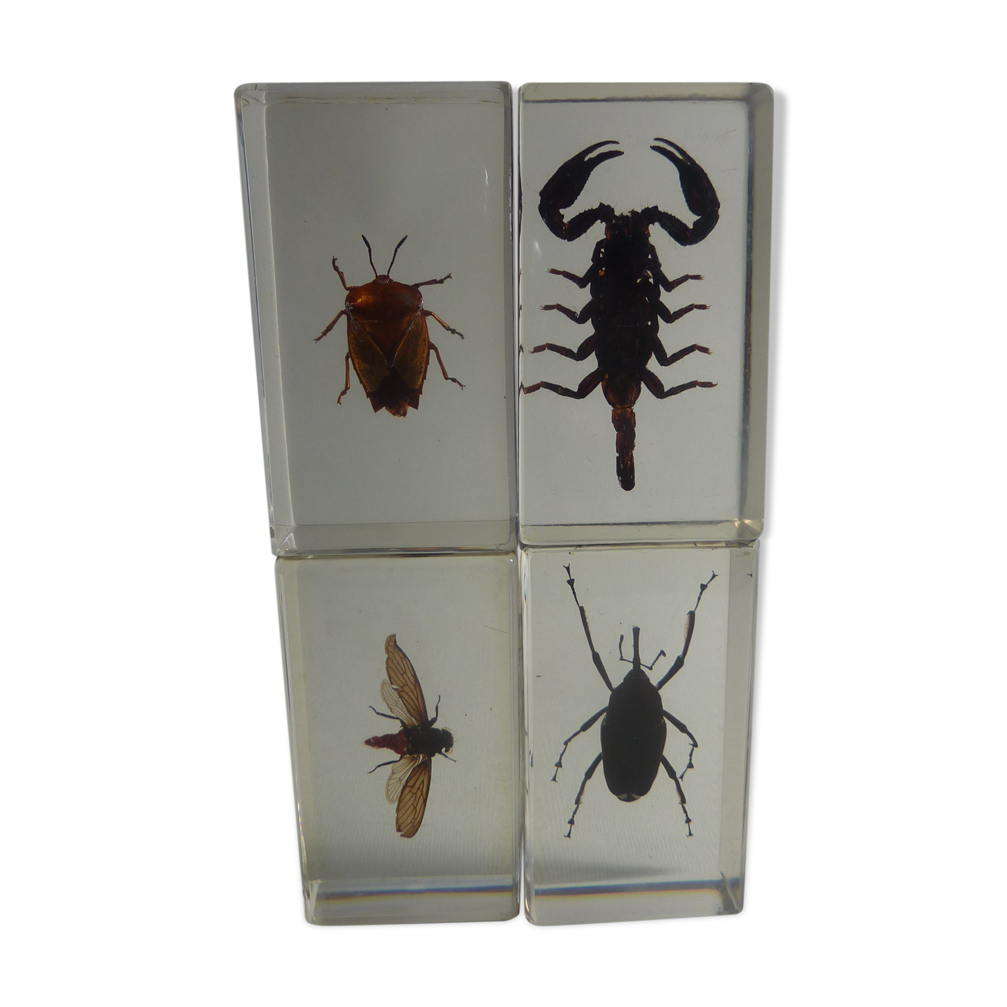 Inclusions insectes, cabinet de curiosité, scorpion