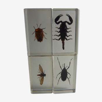 Inclusions insectes, cabinet de curiosité, scorpion