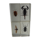 Inclusions insectes, cabinet de curiosité, scorpion