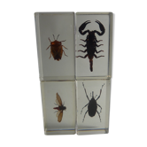 Inclusions insectes, cabinet de curiosité, scorpion