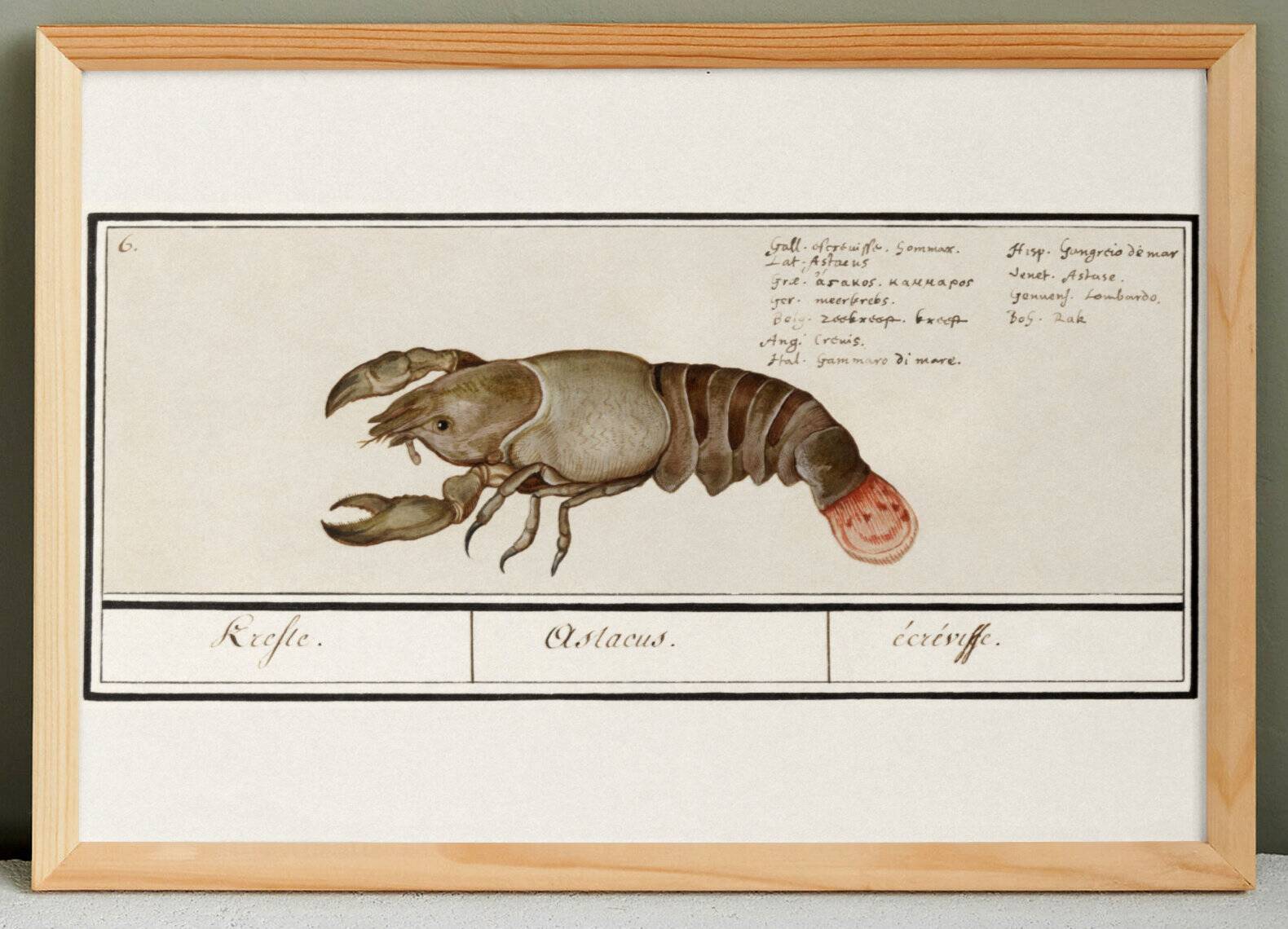 Small poster about lobster, after an old engraving from 1610.