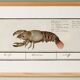 Small poster about lobster, after an old engraving from 1610.