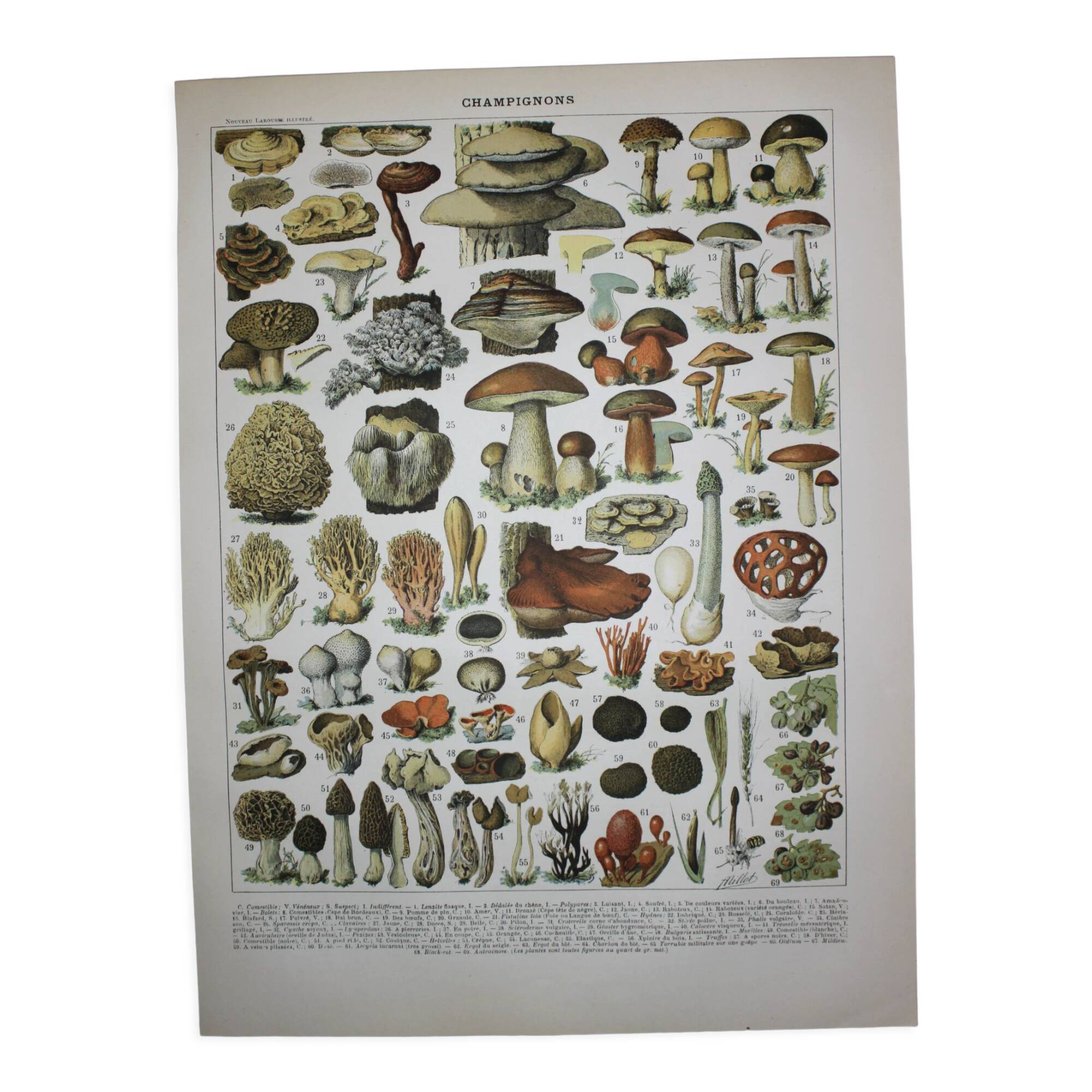 Engraving • Mushrooms 2, picking • Original lithograph from 1898