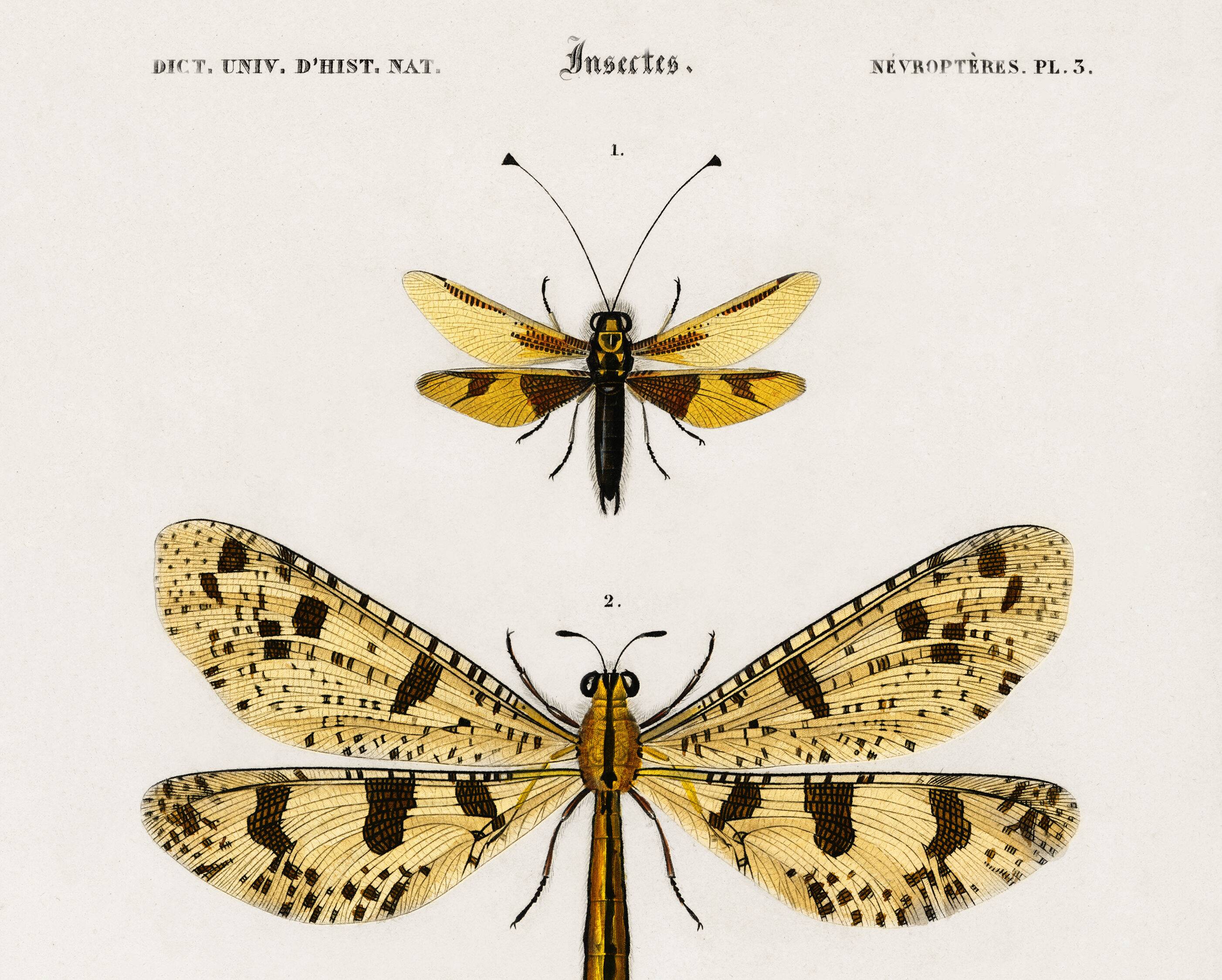 Poster about insects, based on an old engraving from 1849.