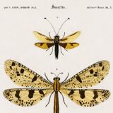 Poster about insects, based on an old engraving from 1849.