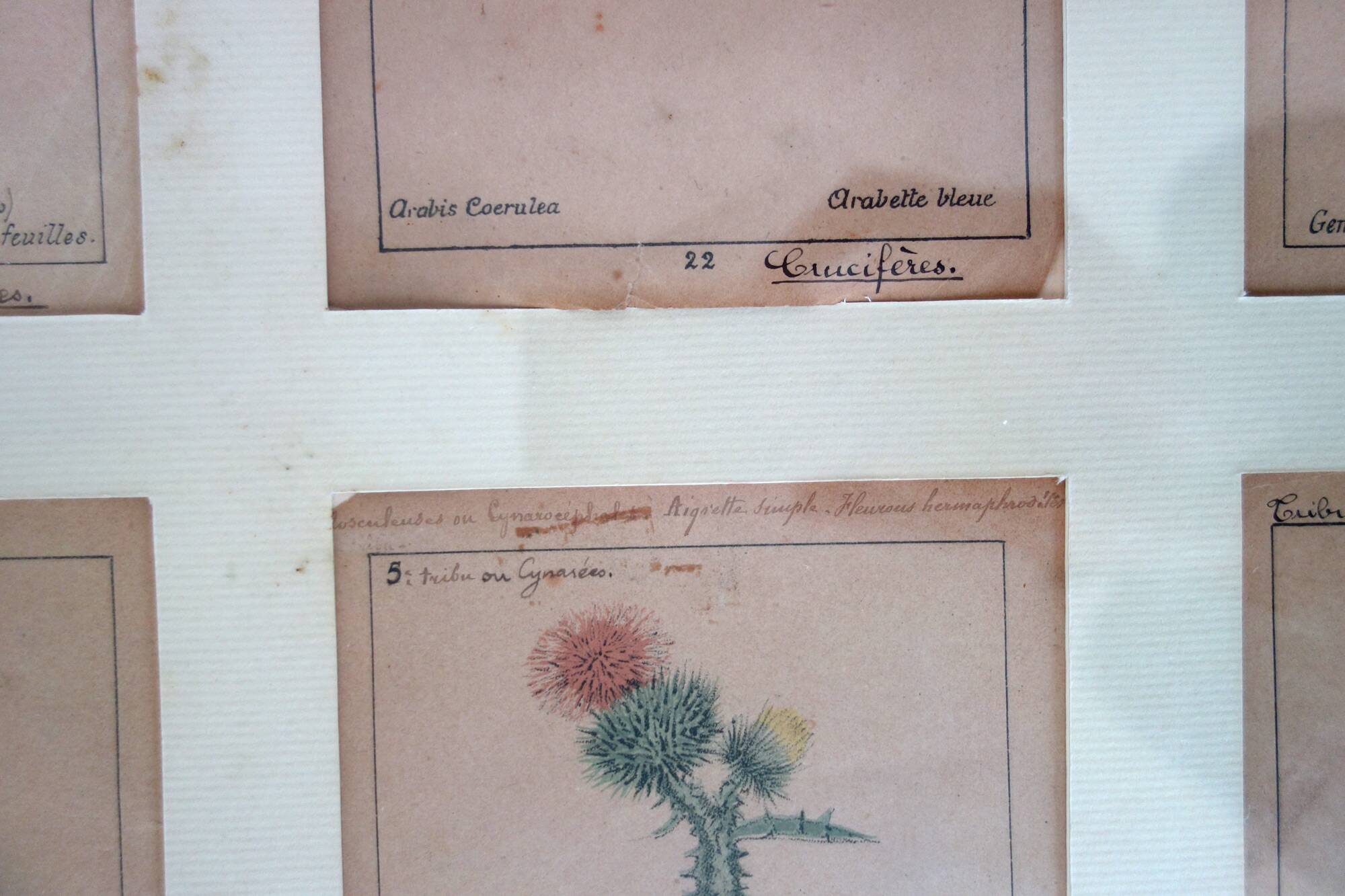 Table of 6 old engravings of flowers from Europe