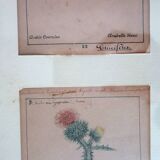 Table of 6 old engravings of flowers from Europe