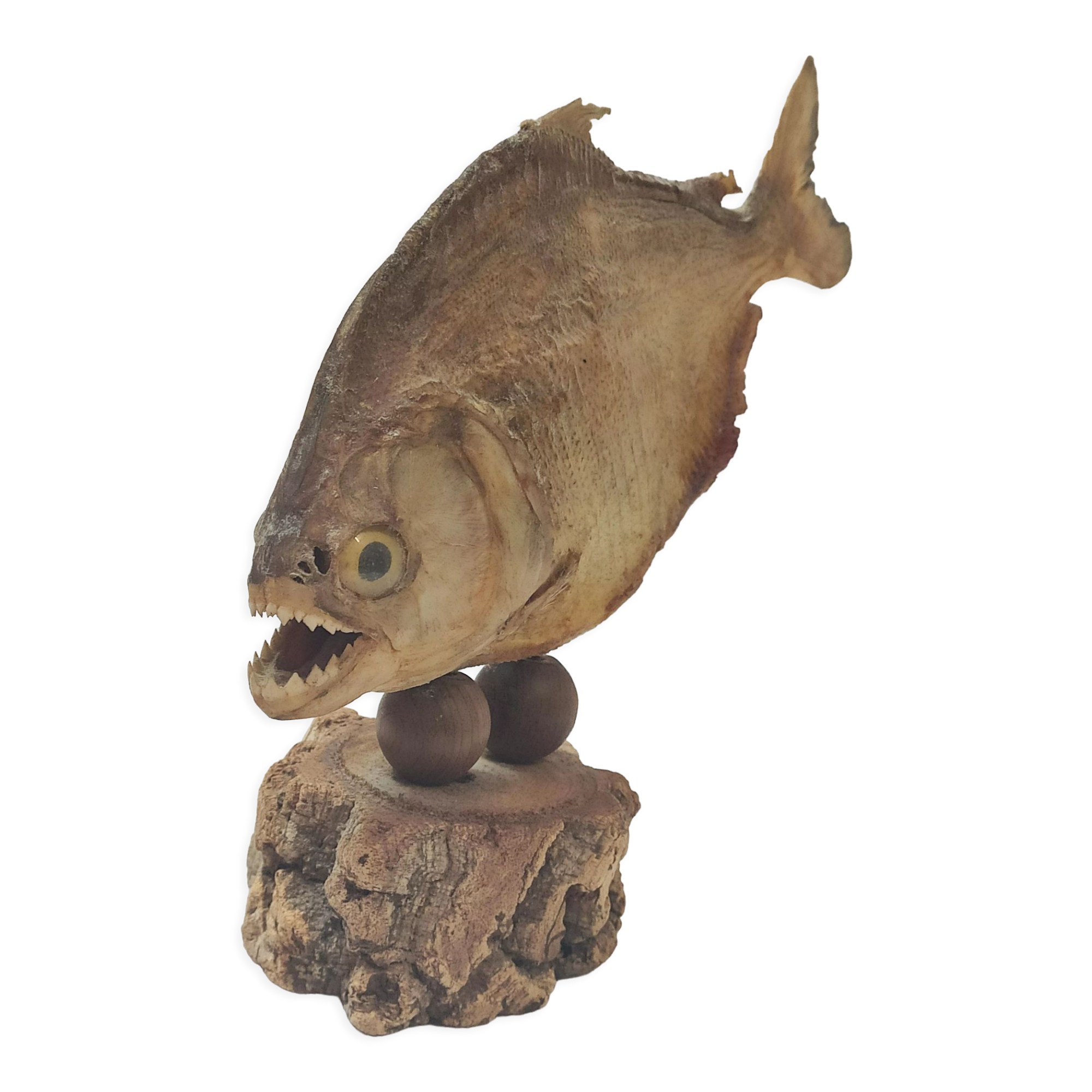 Images de Taxidermie Poisson – Téléchargement gratuit sur Freepik