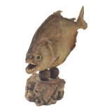 Stuffed fish, Amazonian piranha, 1980