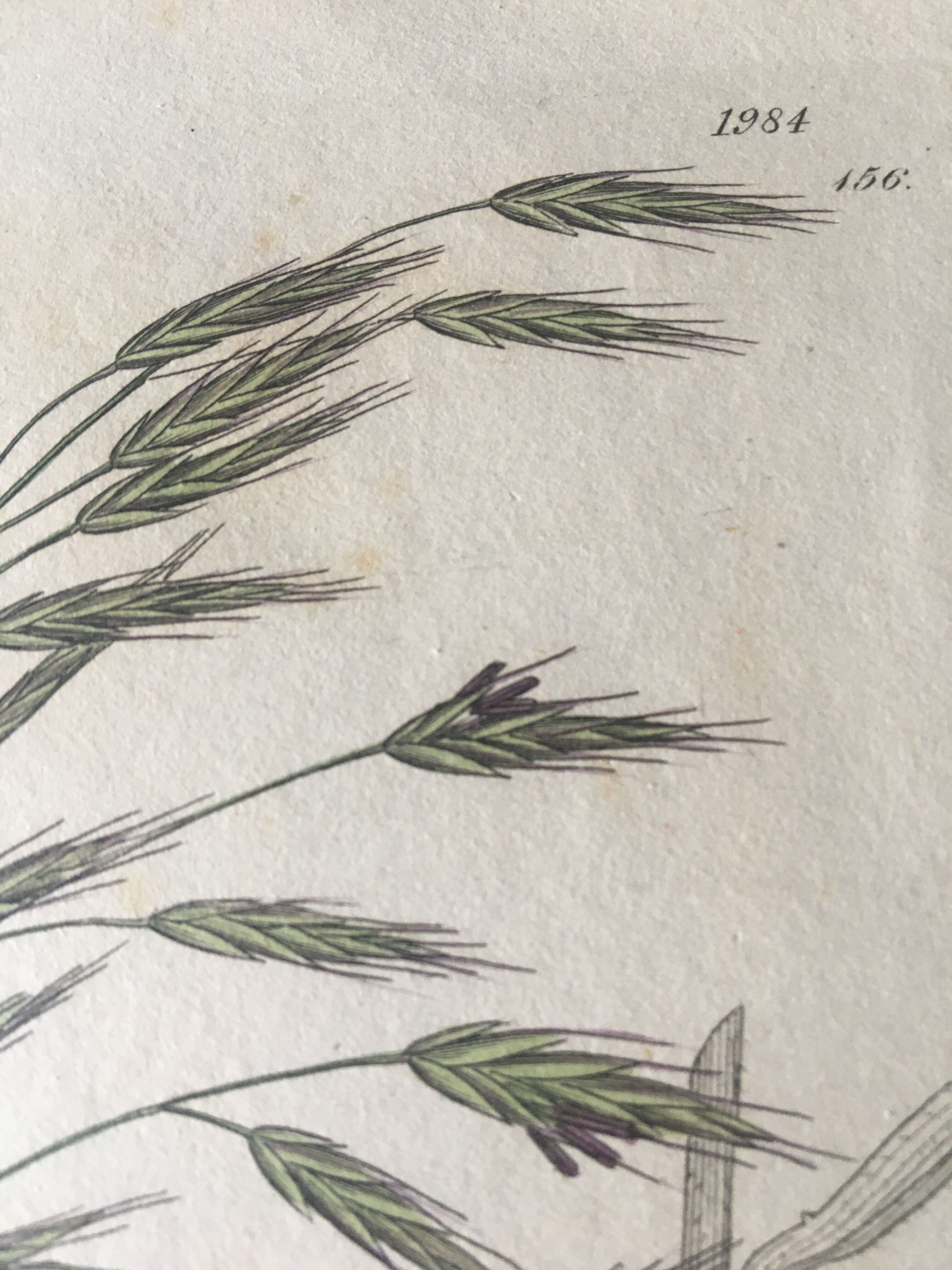 Planche herbier, Ed Londres, 1809