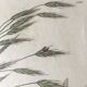 Planche herbier, Ed Londres, 1809