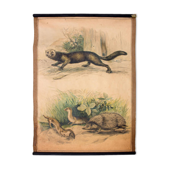 Educational Poster Hedgehog and the 1914 Weasel