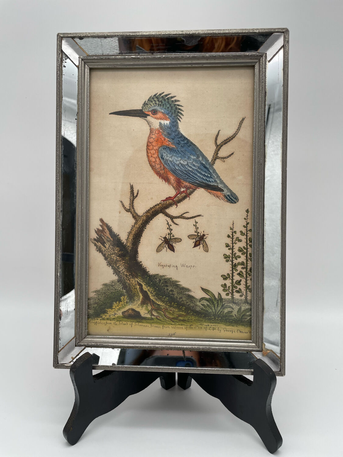 Antique engraving of bird naturalist, by Georges Edwards.