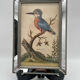 Antique engraving of bird naturalist, by Georges Edwards.