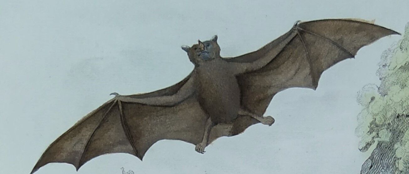 Ornithological board "Mouse" Buffon 1840