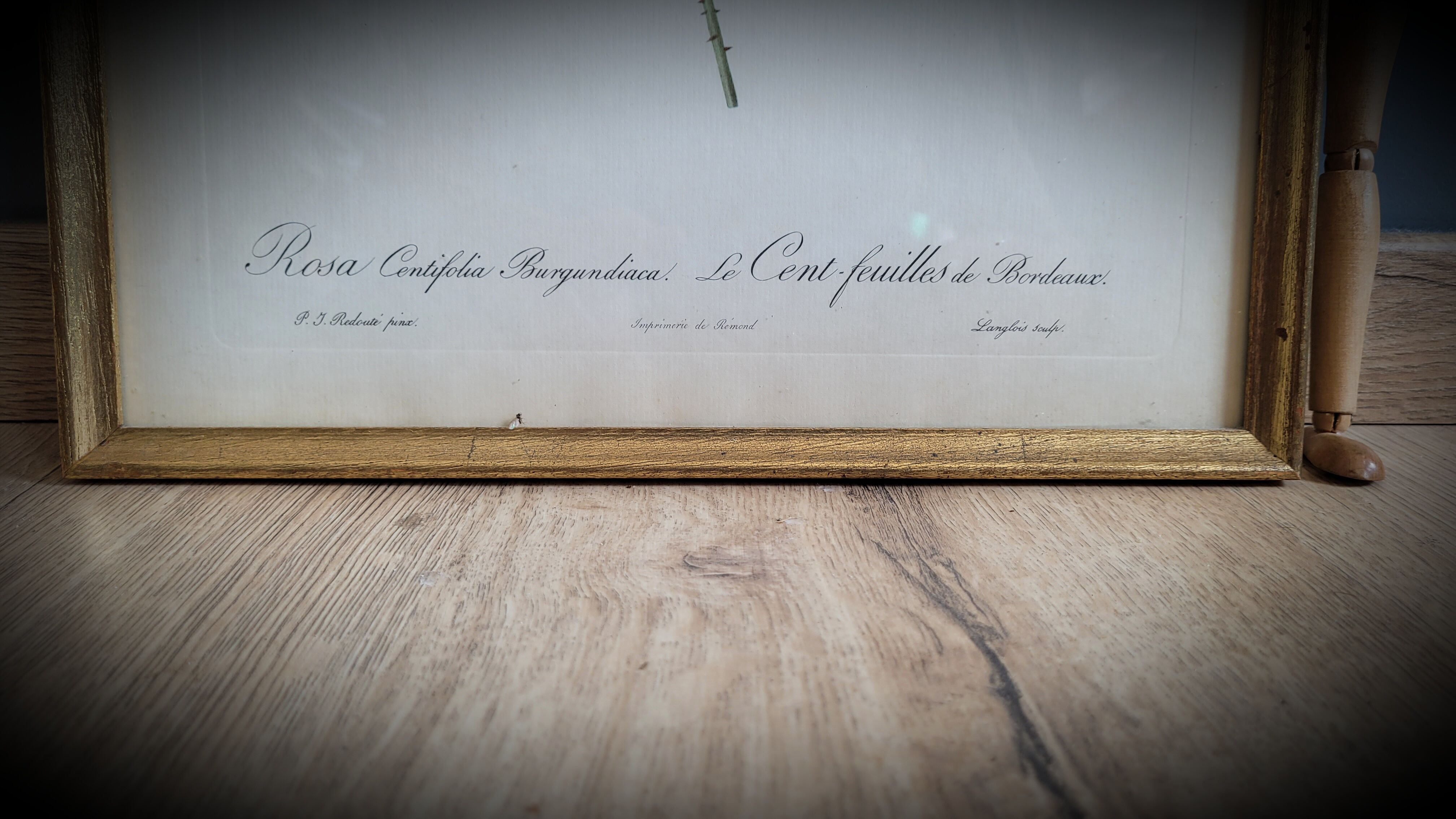 Frame Litho rose Bordeaux
