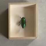 Beetle under glass