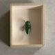 Beetle under glass