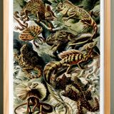 Poster about “exotic lizards”, based on an old lithograph