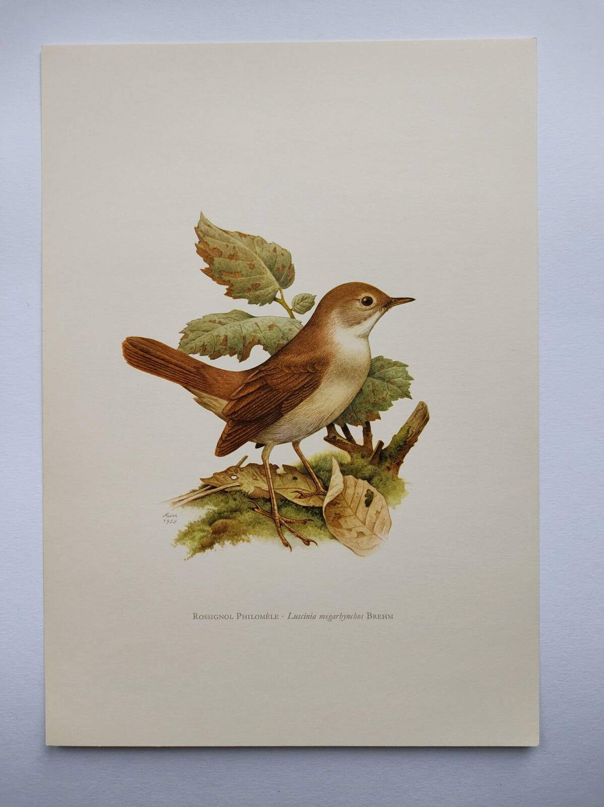 Bird illustration 60s - Nightingale Philomele - vintage zoological and ornithological board