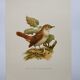 Bird illustration 60s - Nightingale Philomele - vintage zoological and ornithological board