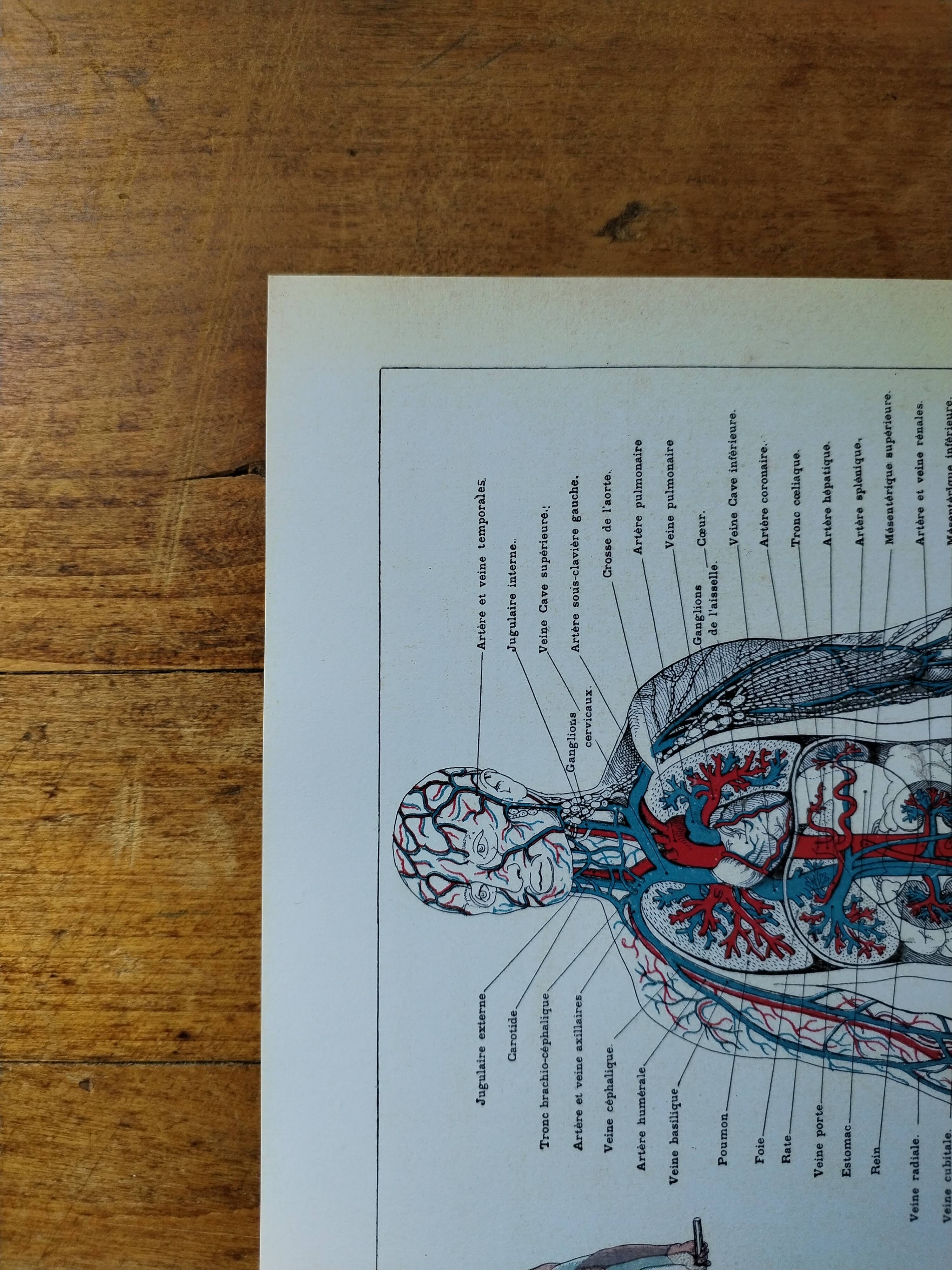 Original lithograph on Man