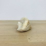 3 old white corals, coral