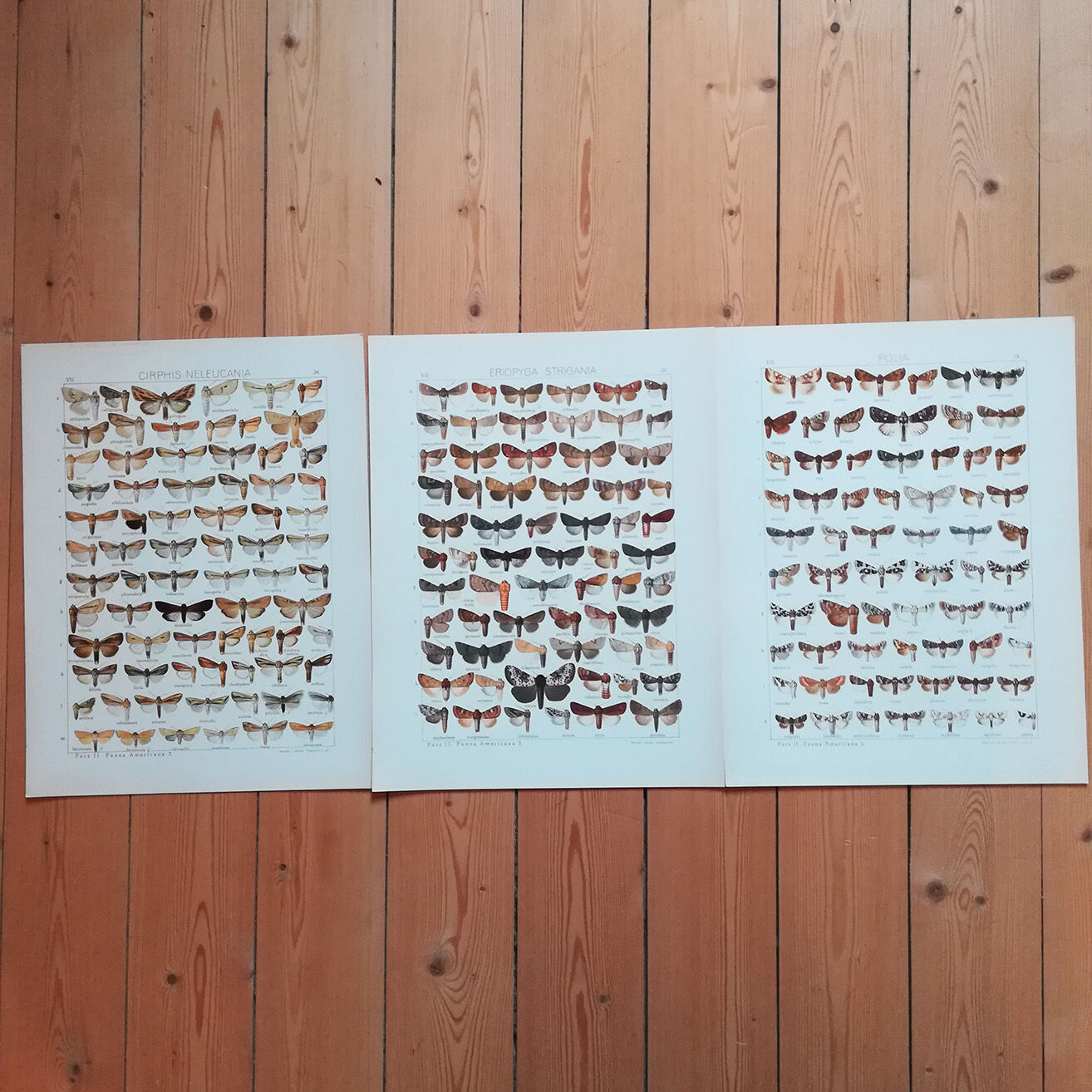 Engravings of lepidoptera lot of three