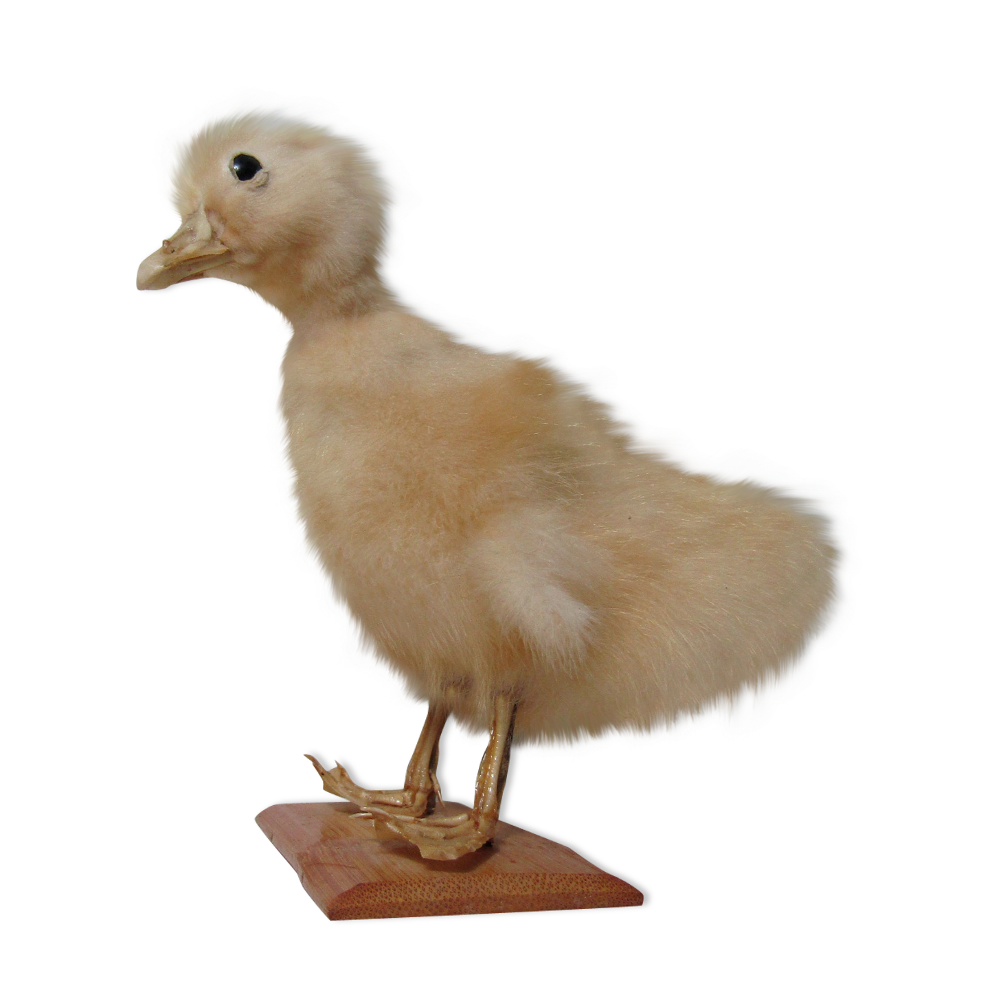 Taxidermy duckling