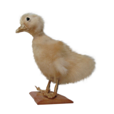 Taxidermy duckling