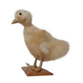 Caneton taxidermie