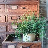 Trade cabinet 24 drawers