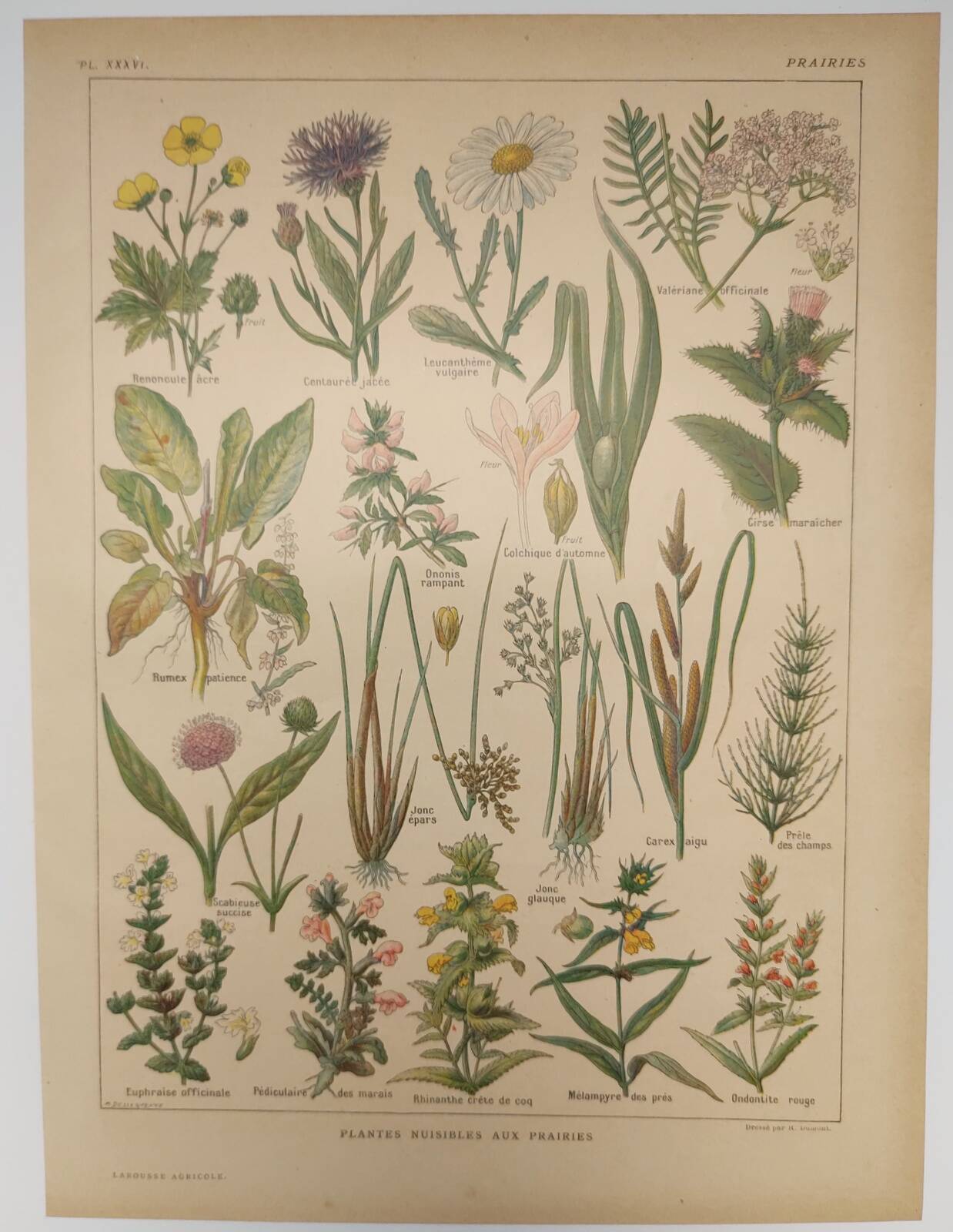 Gravure Originale de 1922 🌿 Flore de Prairie 🌿 Planche ancienne botanique de J.M Dessertene