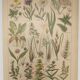 Gravure Originale de 1922 🌿 Flore de Prairie 🌿 Planche ancienne botanique de J.M Dessertene