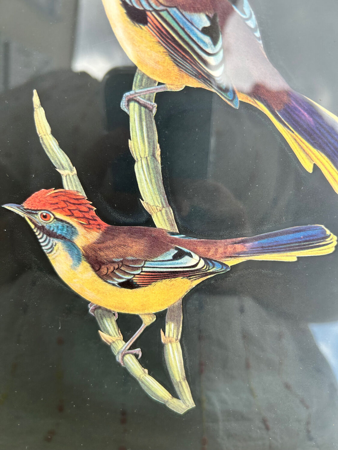 Set of 2 vintage lithographs