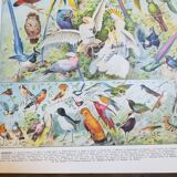 Lithograph on birds from 1928 "falcon"