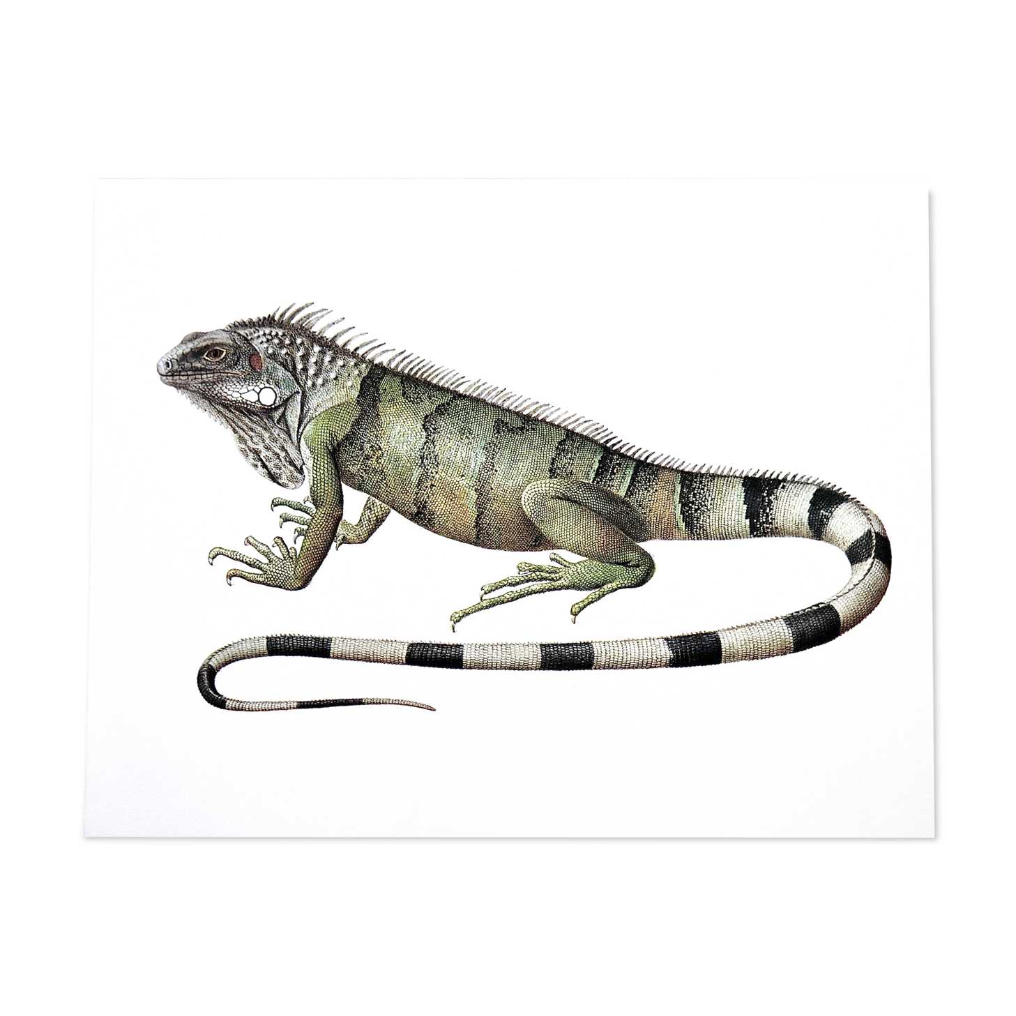 Bestiary Iguane board