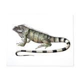 Bestiary Iguane board