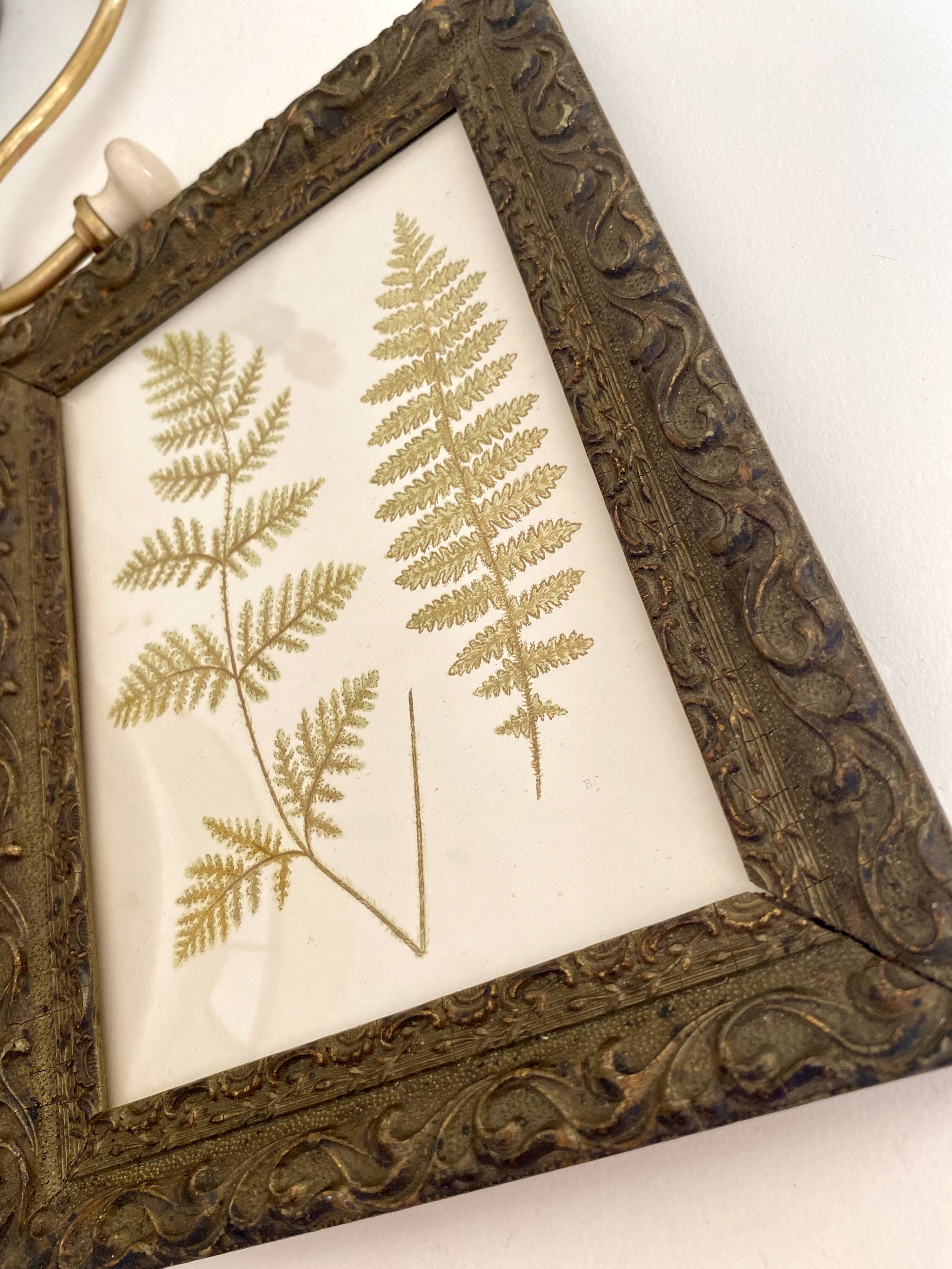 Victorian era botanical board, wooden molding frame