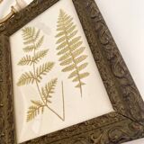 Victorian era botanical board, wooden molding frame
