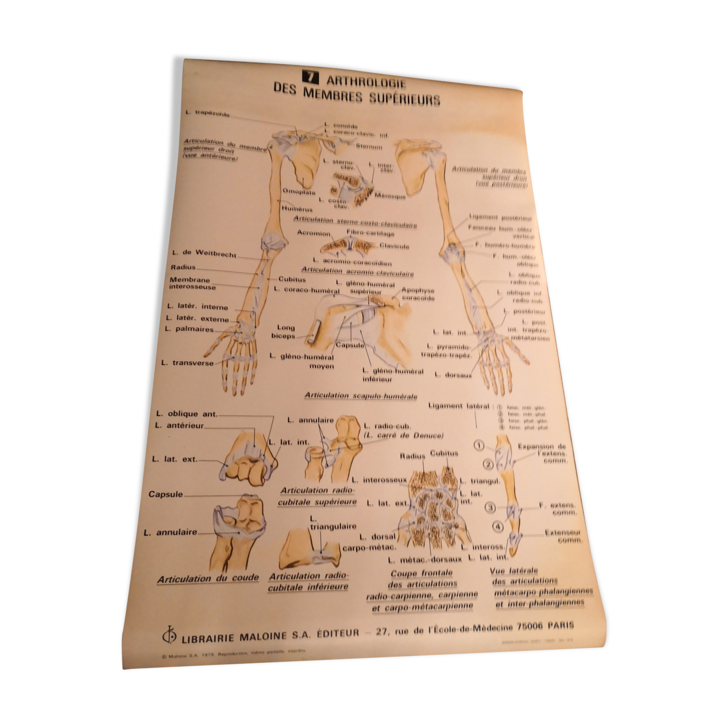 Anatomical poster 70's