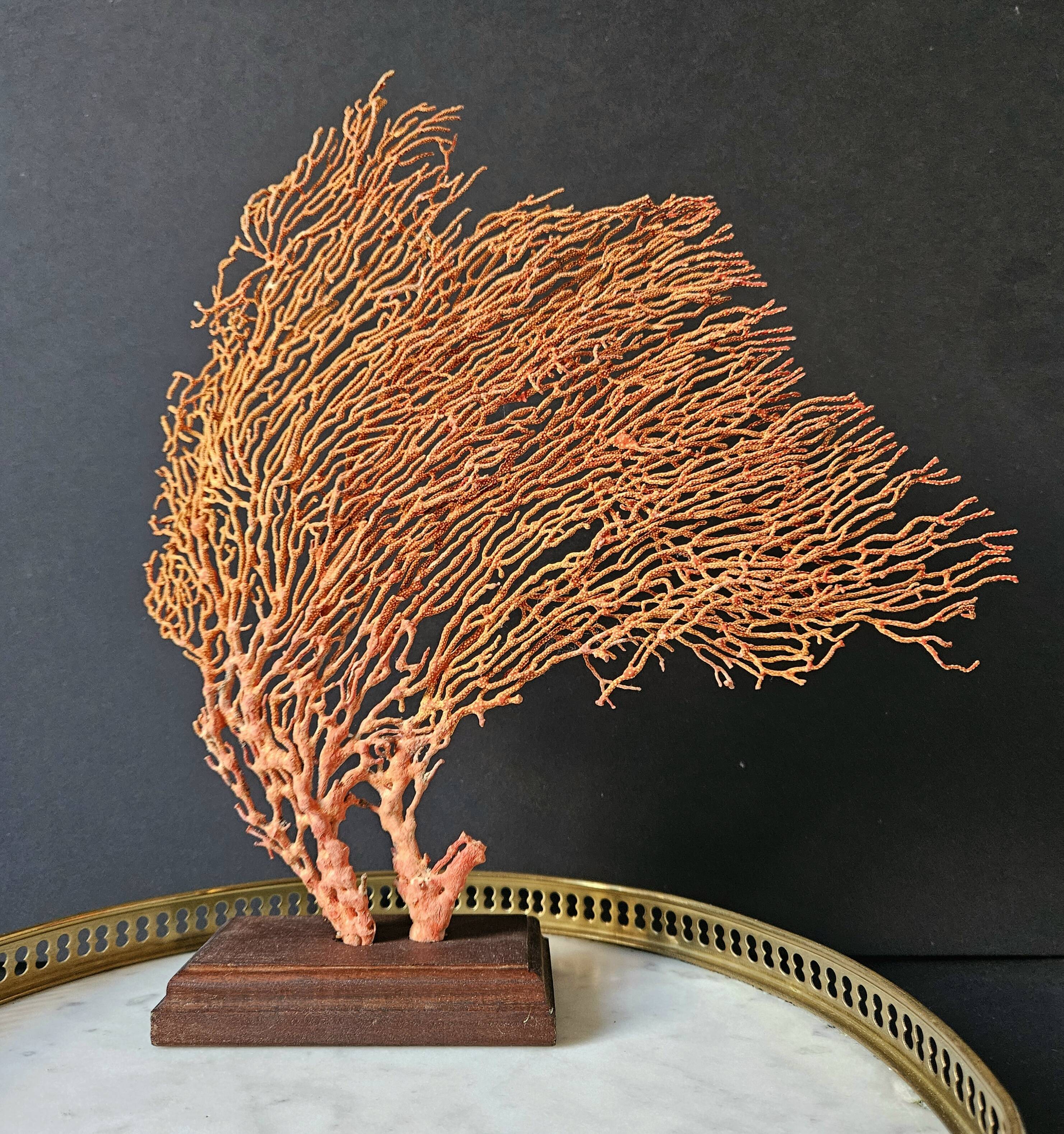 Red Gorgon Wooden Base. H: 32 cm | Decorative Object & Curiosity