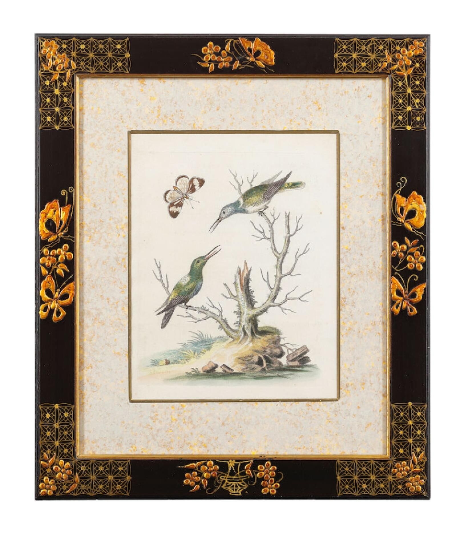 12 hand-coloured ornithological engravings from 1740 by George Edwards.