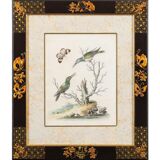 12 hand-coloured ornithological engravings from 1740 by George Edwards.