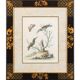 12 hand-coloured ornithological engravings from 1740 by George Edwards.